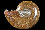 Polished, Agatized Ammonite (Cleoniceras) - Madagascar #94255-1